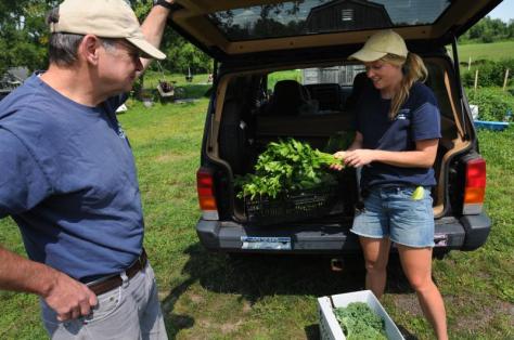 Bob Stover of Not Bread Alone takes a delivery of cucumbers, celery and cale from Sarah Berquist at the Food For All garden at the University of Massachusetts Agricultural Learning Center. Some of the vegetables are grown at Food For All and some are grown at other plots at the ALC and brought to the Food For All site for easier pick up. Purchase photo reprints »