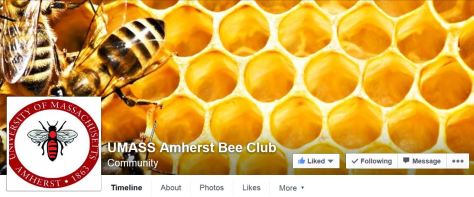 umassbees