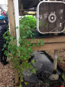 Nasturtium in the Growing Power greenhouse