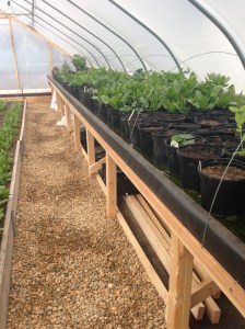 Pettengill Aquaponics System with Koi