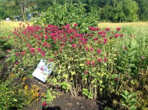 11753297_10102932895895002_81732790_o