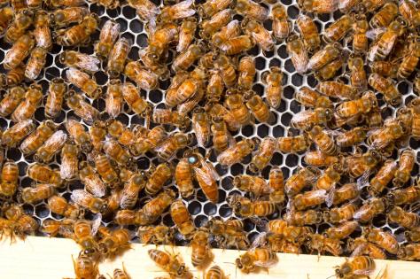 BEE3_INTERIOR-1540x1026