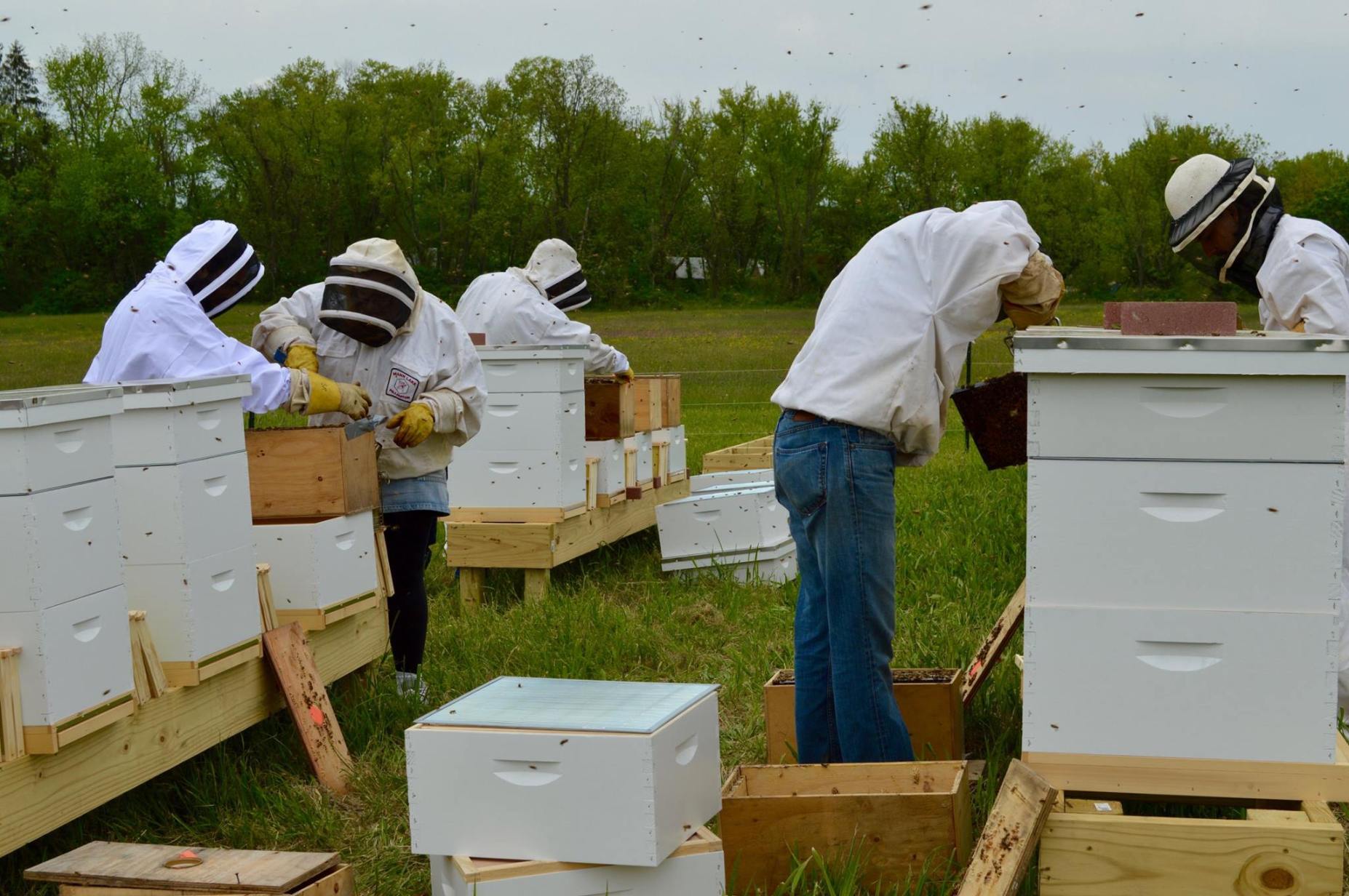 Massachusetts State Apiary at UMass | UMass Sustainable Food and Farming
