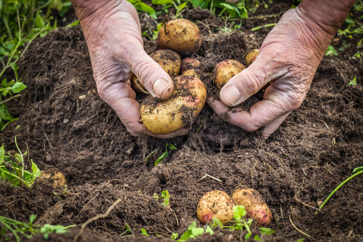 190219-dairy-farmer-climate-change-carbon-farming-regenerative-agriculture-digging-potatoes-1